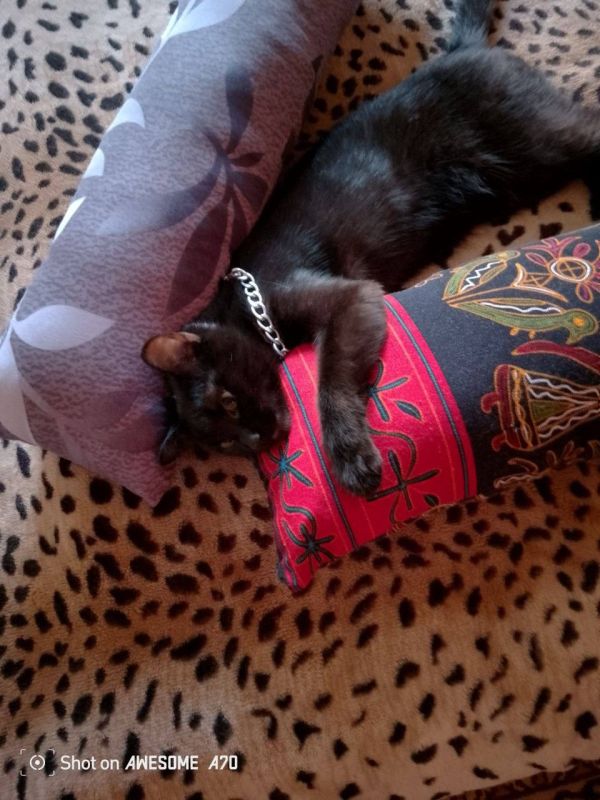 Помогите найти молоденькую кошечку чёрного цвета с серебряным ошейником, которая потерялась пару дней назад, в районе второй школы