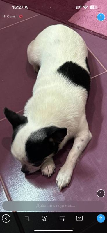 Здравствуйте. Пропала собака, чихуахуа мальчик 5 лет, белый с черными пятнами у него проблемы со зрением, глазки косые, пропал в районе Дружбы