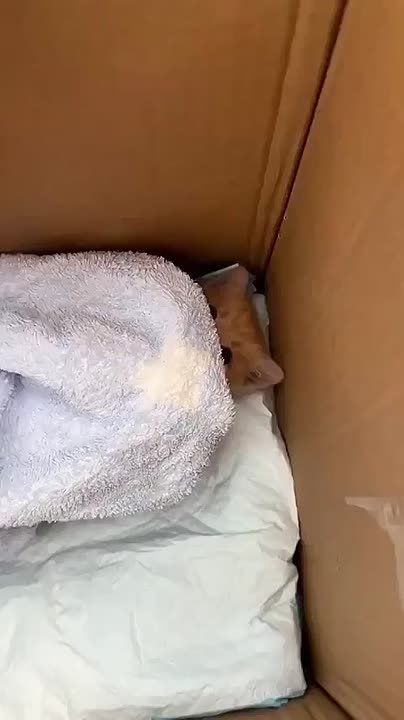 ������ ������ �� ��� �������