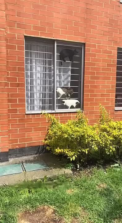 ���������� ������������ ���������� ��������