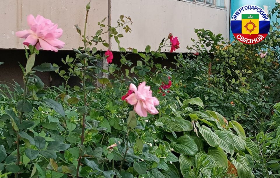 � ������ ������������ �����
