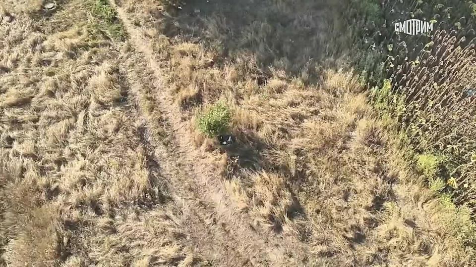 Владимир Рогов: Азербайджанский агент ЗеРейха готовил теракты в России