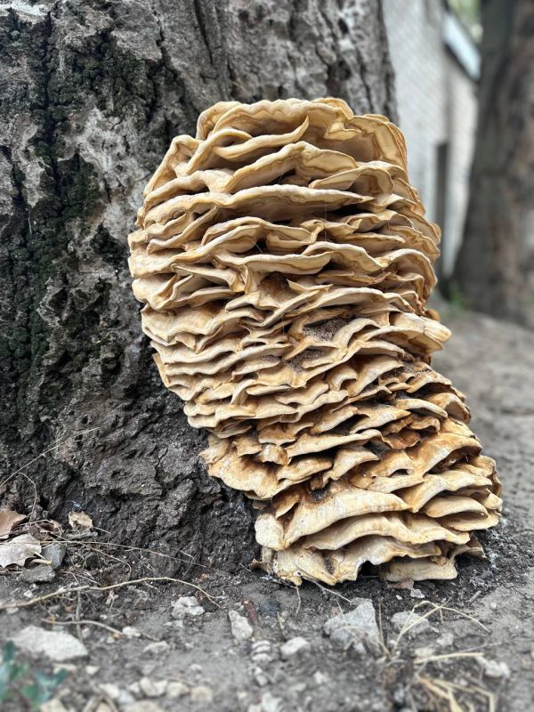 Уважаемые жители Васильевского муниципального округа! Опасайтесь ядовитых грибов!