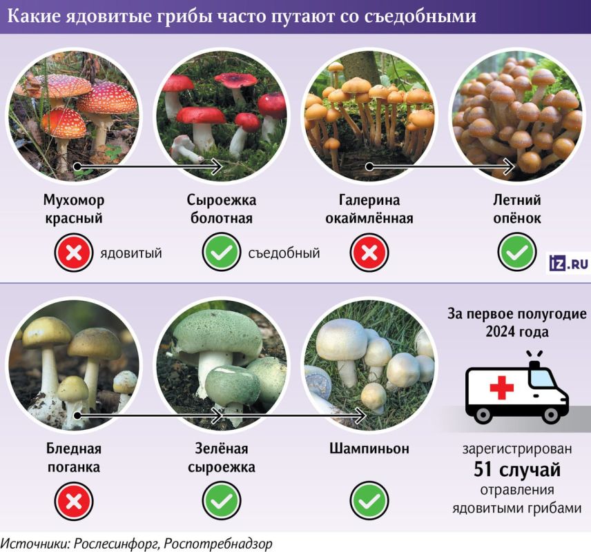 Грибы: красота, тишина - и потенциальная опасность