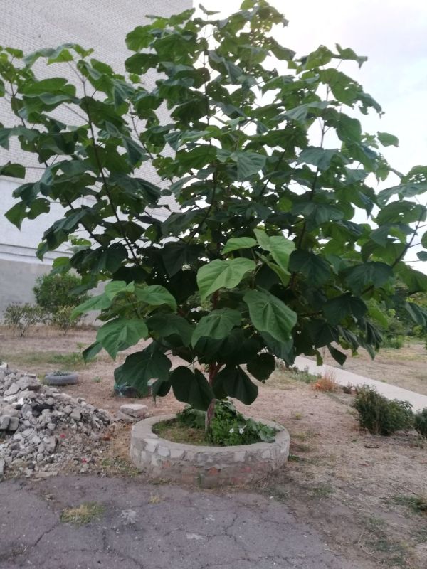 Пусть утро подарит головокружительный успех и принесет все только хорошее