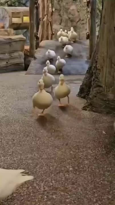 ������ ����, ������! �������� ������� �����