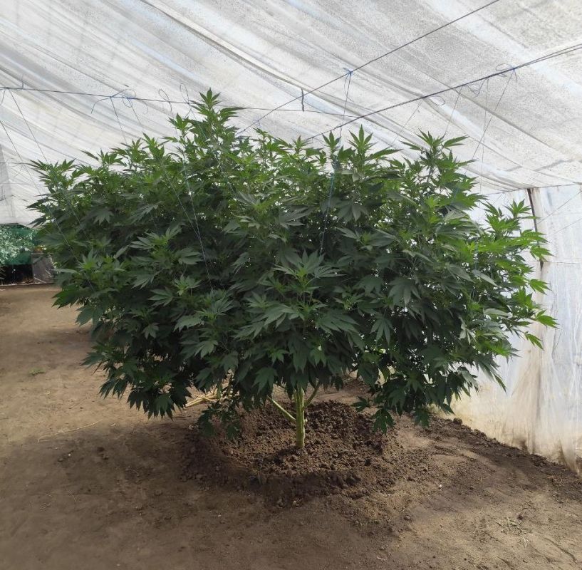 Запорожские полицейские изъяли у жителя села Великая Знаменка 61 куст конопли и более 3 кг марихуаны