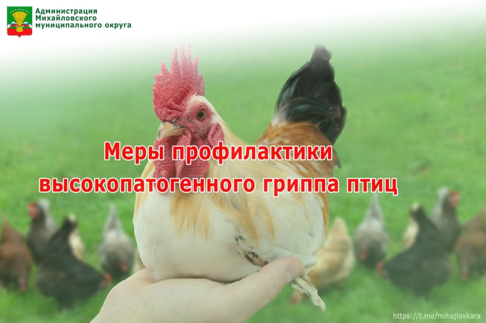 Администрация Михайловского округа предупреждает о необходимости соблюдения мер профилактики высокопатогенного гриппа птиц