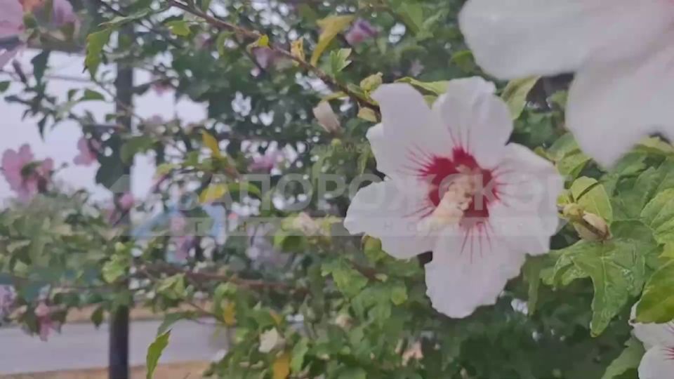 В транзитном городке Приморск тоже прошел дождь