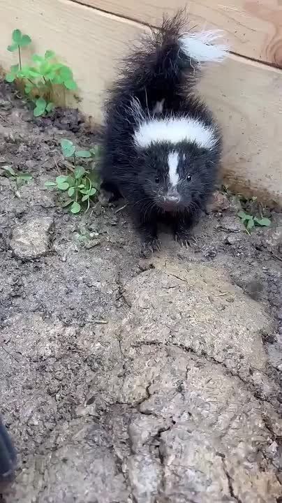 ����� �����������. ����� ���� ������������