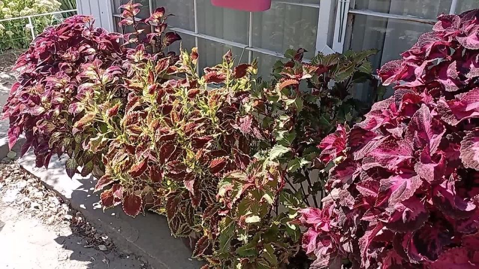 ������� ����� �������� ������� �����