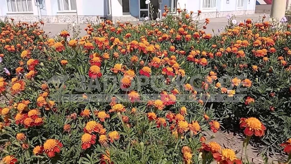 Ярче, чем летом: невероятное сентябрьское цветение в Энергодаре