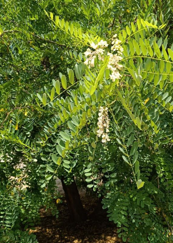 Желаем вам доброго утра! Пусть новый день начинается легко и с прекрасным настроением! Желаем безоблачного дня, достижения поставленных целей, комфорта и радости!