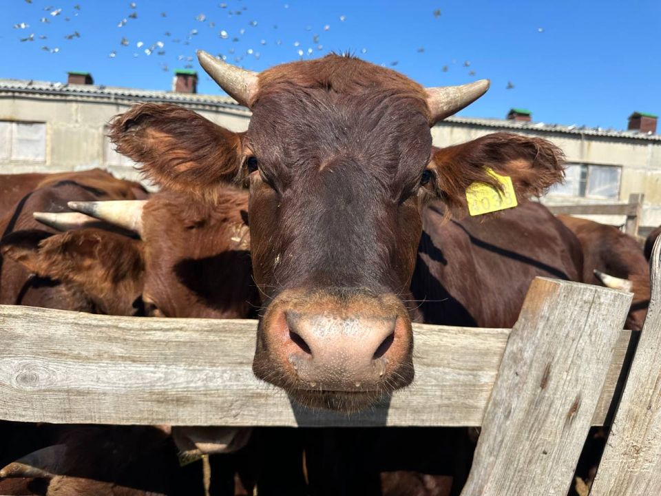 Арсен Арзиев с рабочим визитом посетил животноводческое предприятие Запорожской области