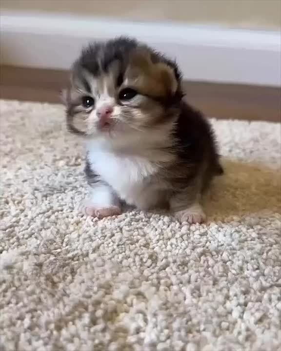 ��� ���� ���� �������� � �����