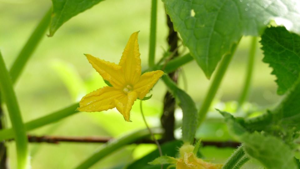 Фермер: ненормально, когда авокадо стоит дешевле огурцов