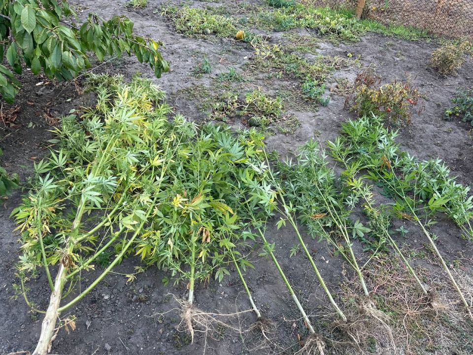 В Приморске полицейские изъяли запрещенные вещества