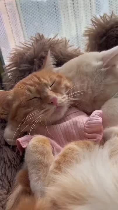 ��� ���� ������� ������ ��������