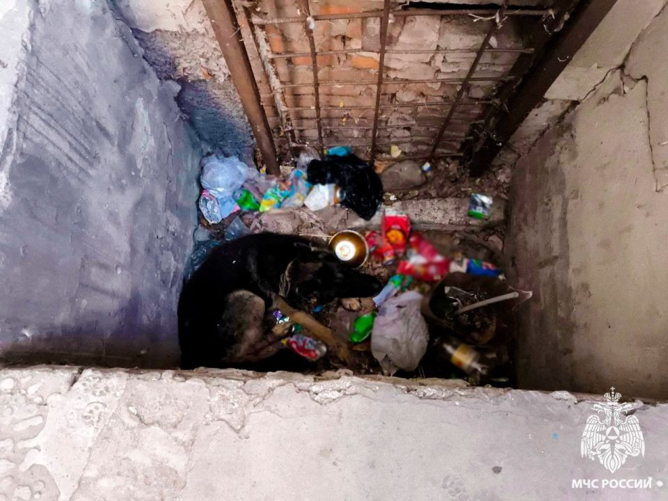 В Днепрорудном сотрудники МЧС России извлекли из глубокой ямы собаку