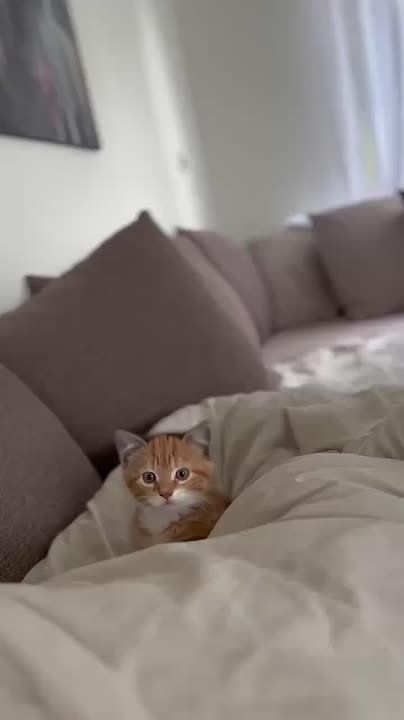 ��� ���� ���� ������. ����������� � ������ � �����