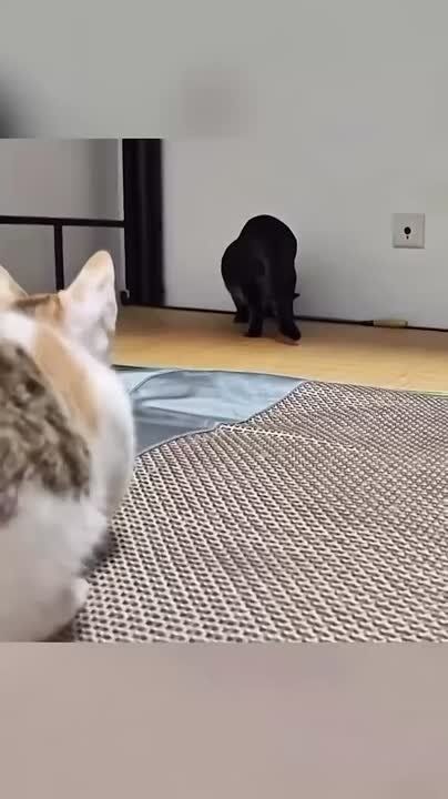 Дорогие наши!. Уверены, эти хвостатые разбойники подарят вам хорошее настроение под занавес рабочего дня)) Пусть вечер пройдет мирно и спокойно! Увидимся обязательно)) Подписывайтесь на: