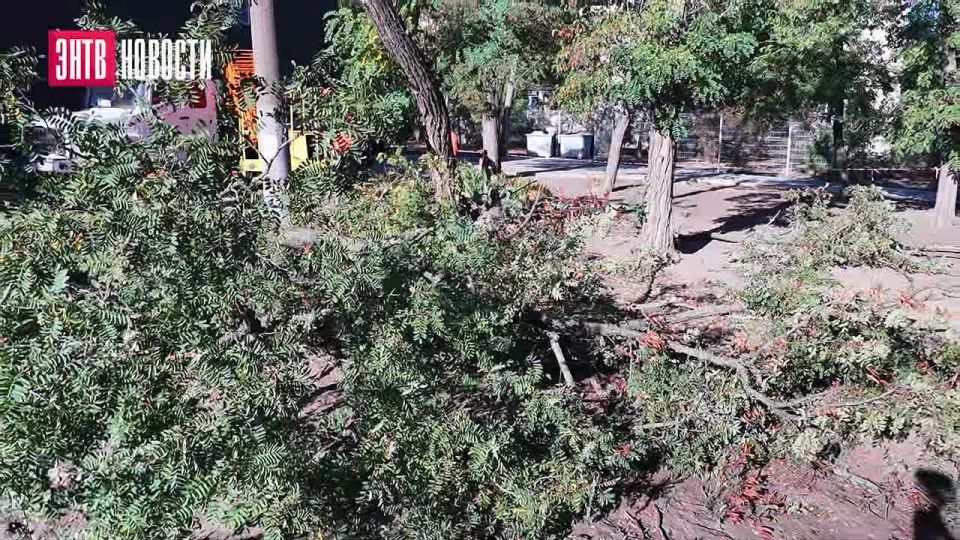 Спил деревьев: почему это важно?