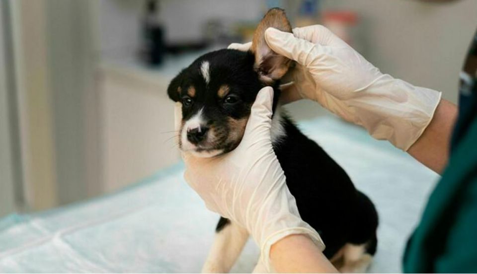 В Госдуму внесен законопроект о введении обязательной маркировки и учета отдельных видов домашних животных