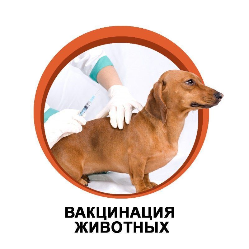 Бесплатная вакцинация собак и котов от бешенства проводится в Бердянске