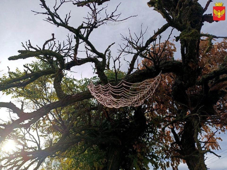 Друзья! Доброе утро!. Только осенью можно увидеть такую вот красоту - ожерелье из послетуманной росы на паутине)) Это настоящее волшебство природы! Пусть вторник будет удачным! И пусть сегодня все получается)) Спасибо...