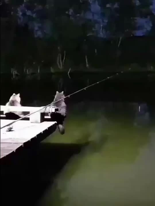 ������� ���� ������� � �����