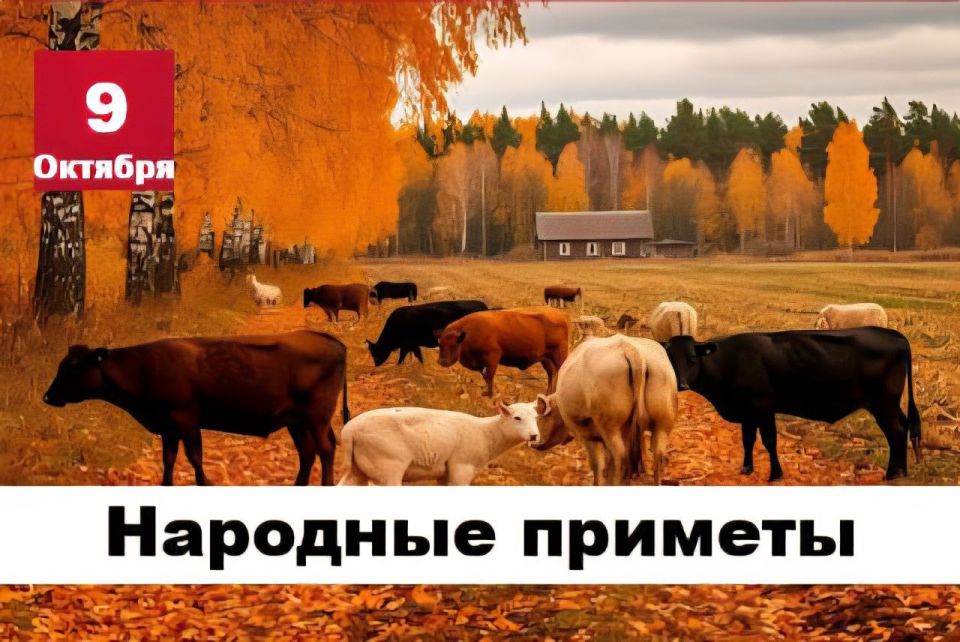 Народные приметы 9 октября