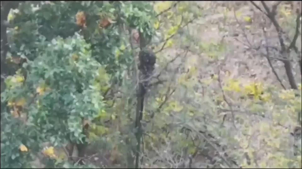 ������� �������: ��������, ��� �� ������� � ������� ������ �� ����������� 162-�� ���������� ���������� � 247-�� ����� 7-� ����������� ��������-��������� ������� ���������� ���������� ��������� �������� �����������...