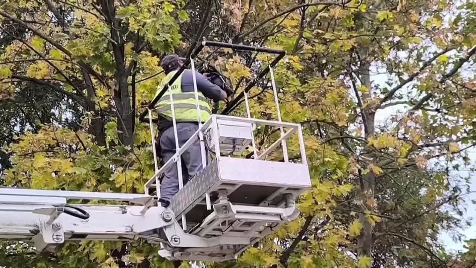 В Акимовке на центральной улице идет санитарная обрезка деревьев