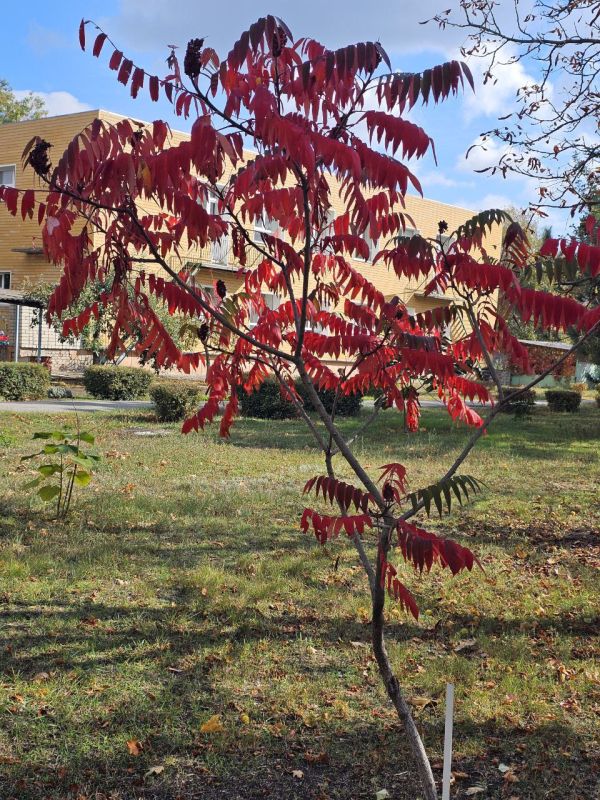 Доброе утро, друзья!. С новой рабочей неделей всех нас! Осенней, яркой, пёстрой! Пусть понедельник, вопреки всем поверьям, будет не тяжёлым, а успешным! И пусть сегодня все получается)) Подписчику огромное спасибо за фото!!!...
