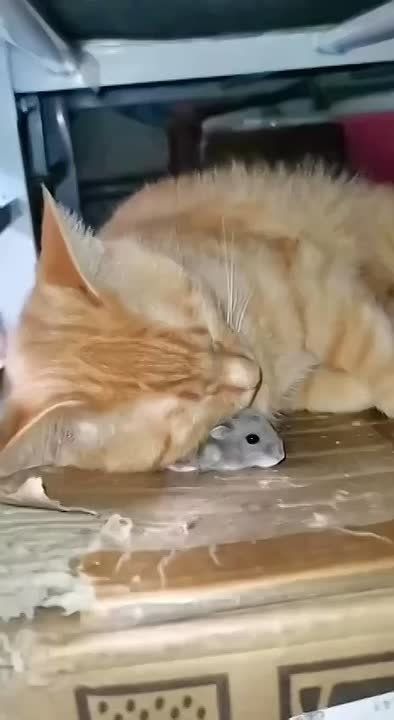 ���������� ��� ���� ������� ����