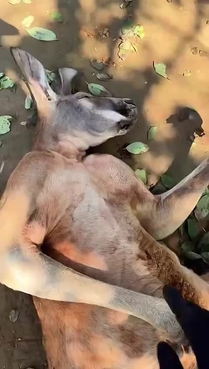 Узнаете себя, друзья? Как же утром хорошо спится и как не хочется покидать любимую, теплую, мягкую постельку))