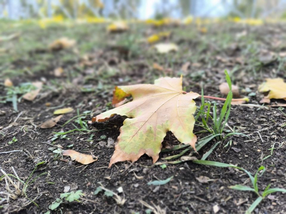 В Акимовке осень. Финальный свисток