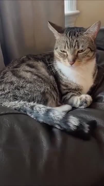 Доброе утро, друзья!. Всем бодрости и решимости переделать все намеченные на сегодня дела! Котиков вам для настроения)) Пусть пятница будет удачной! И пусть сегодня все получается)) Подписывайтесь на: Вести Приморск