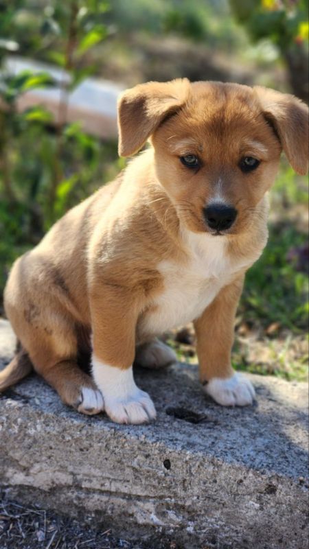 Пропал щенок на Дружбе, ул. Летняя. Отзывается на кличку Гольф