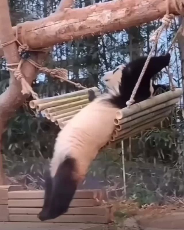 ������ ����. ����� ����������