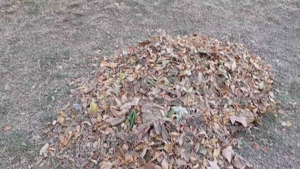 Осенний листопад прибавил хлопот коммунальщикам Энергодара