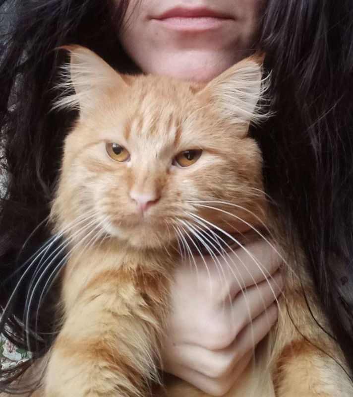 Пропал член семьи, кот. Село Малая Белозерка, Знамя