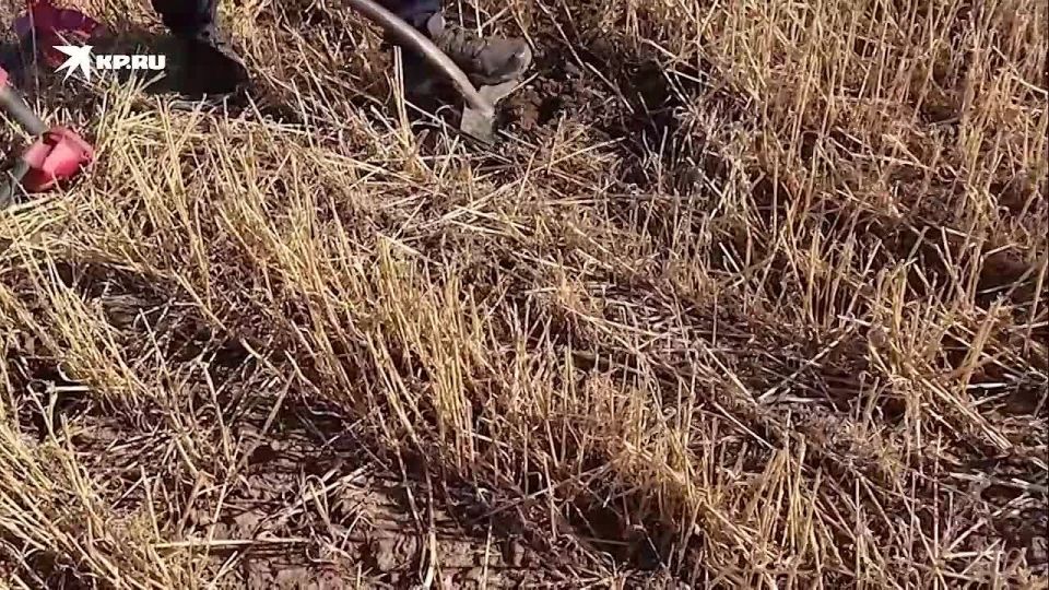 Поисковики ищут легендарный штурмовик у запорожского села