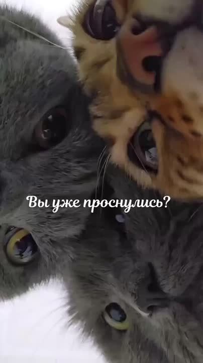 Доброе утро, друзья!. На календаре четверг, и мы приступаем к новому рабочему дню