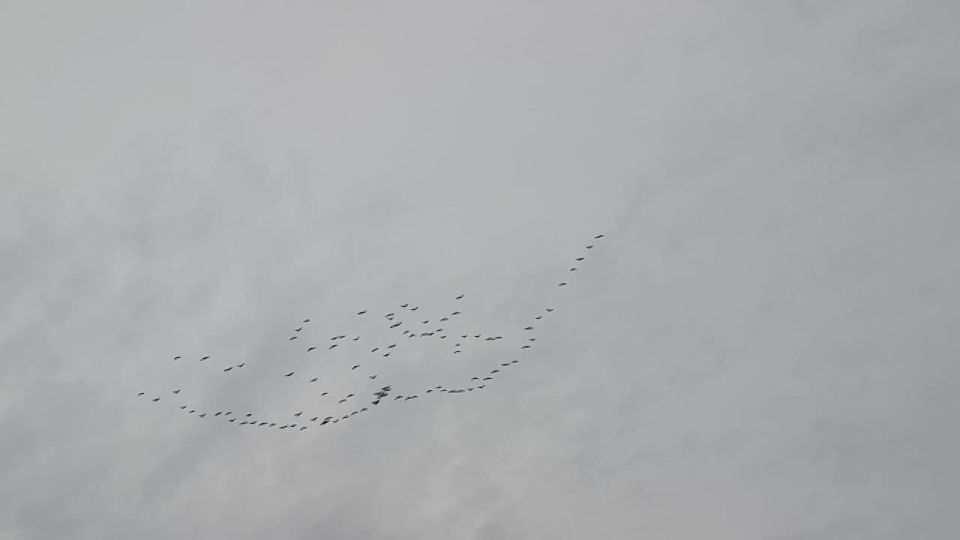 Улетают птицы В тёплые края