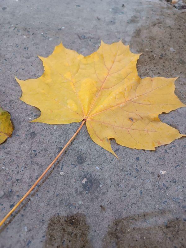 Осень тихо-тихо плачет, Орошая переулки