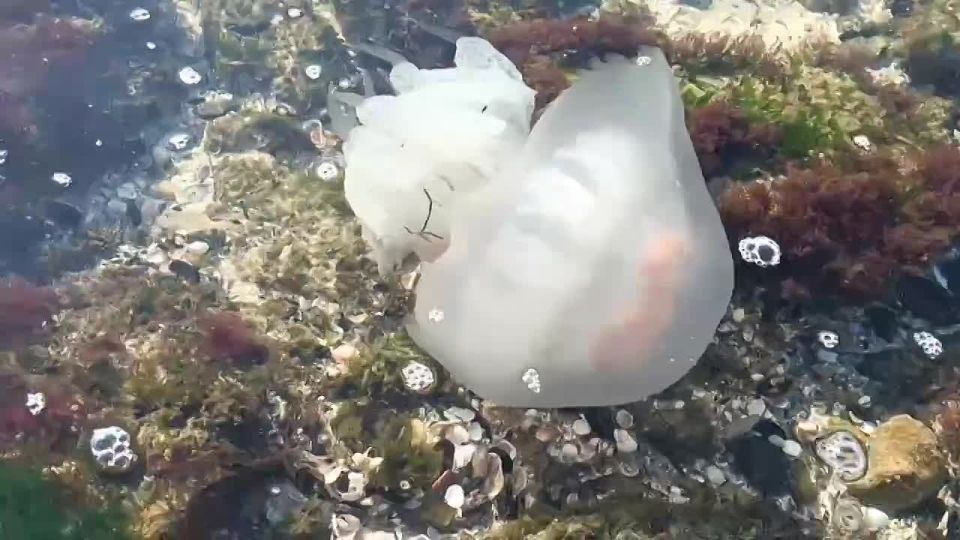 Для вас, друзья, атмосферные фото октябрьского моря! Пока погода позволяет - ходите к нему в гости! И да, медузы еще есть))