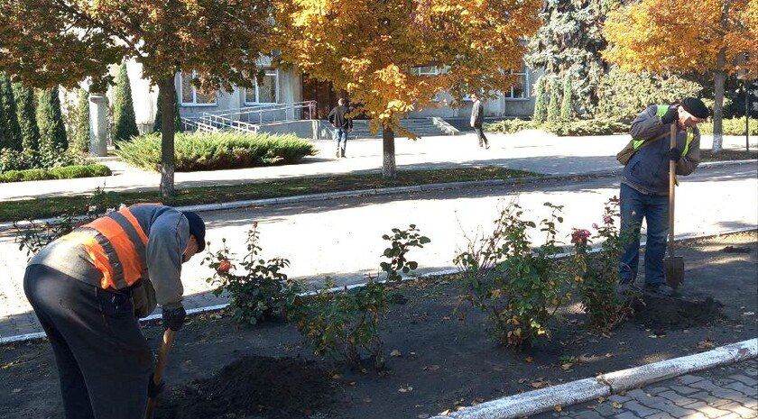 Новые кусты роз украсили Революционную улицу в Токмаке