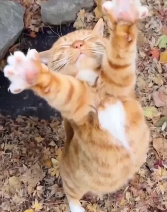 ������ ����!. ����� ����������