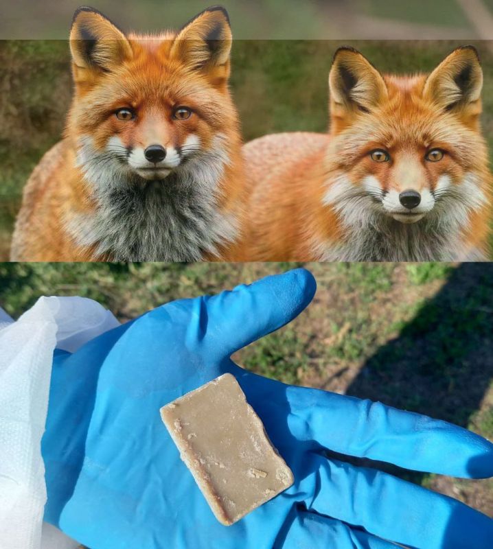 Ветеринарные специалисты подведомственного Управлению ветеринарии Запорожской области ГБУ ЗО «Ветцентр» приступили к вакцинации от бешенства диких плотоядных животных